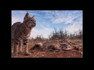 How to setup a Camera Trap