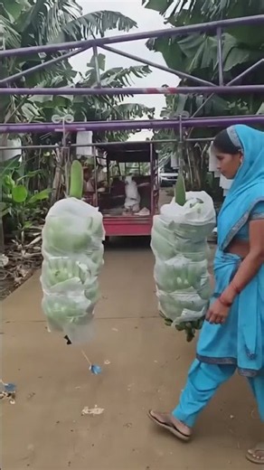 Amazing Banana Harvest Transport System | Smart Way to Move Heavy Banana Loads