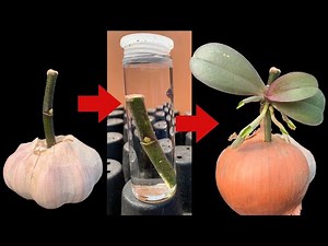 Do this now and your orchid will sprout and flower all year round | Use only garlic