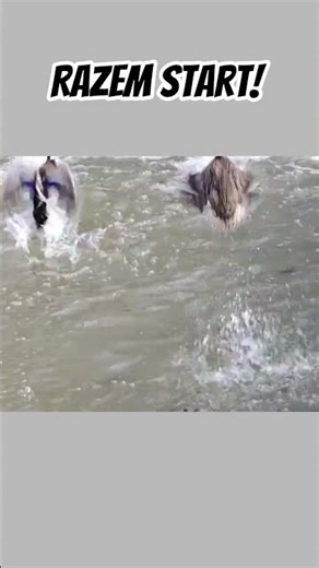 Motywacja dnia: bądź jak kaczka i leć po swoje!🦆⚡ #shorts