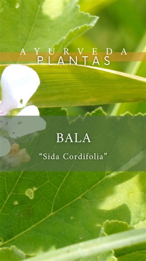 2.6K views · 22 reactions | BALA ¿Cómo se consume la Bala ayurveda?...