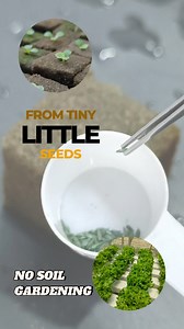 13K views · 81 reactions | From raw tiny little seeds to fresh,...