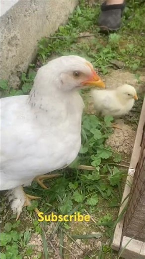 Shick 10 day #oldies #chicken #cute #roosterfarm #pets #day # animal