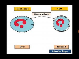 Stool Analysis 16 Balantidium coli