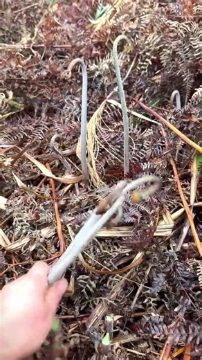 🌱 Foraging for Wild Ferns! ✨
