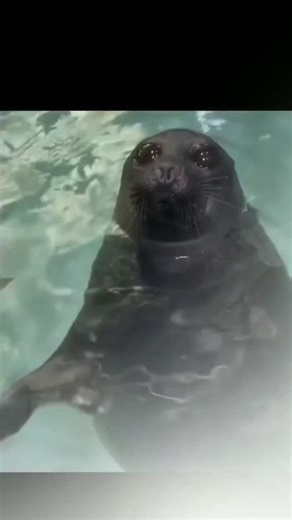 slice it on Instagram: "“会喝水的道路”（即透水沥青路面）是一种经过工程设计的路面结构，其核心特点是能够让雨水快速渗透路面，而不是在表面产生积水。透水沥青不同于传统致密型沥青，它通过减少细集料来形成更高的空隙率，从而构建一个相互连通的孔隙网络，使雨水能够垂直渗入路面。路面下方通常设置级配良好的碎石贮水层，用于暂时储存渗入的雨水，并让其逐渐渗入土壤或以受控方式排入排水系统。该结构不仅能有效减少地表径流和城市内涝，还可降低车辆水滑风险，提高行车安全，同时通过补充地下水和过滤污染物实现生态效益。因此，透水沥青被视为现代交通基础设施中可持续雨水管理的重要技术进展。#透水沥青 #海绵城市 #会喝水的道路 #绿色基础设施 #低影响开发 可持续交通 城市规划 智慧城市 环境工程 雨水管理 道路工程 城市建设"