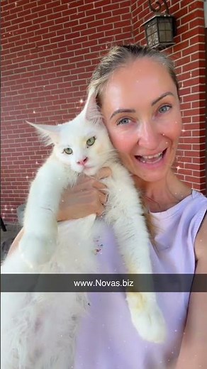 Big White Maine Coon kitten #luxurypets #cute