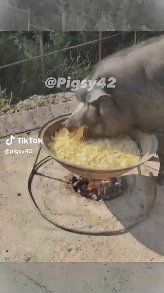 pigsy eat cold noodles 🍜#pig #pigsy #fyp #animal #eat #funny #huynhvn