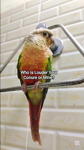 Conure Sweet Sounds ❤️