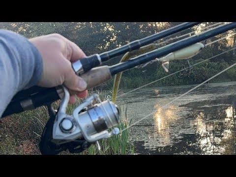 Sunrise Bass Fishing with Top Water and Senko Worm in a Nee Jersey Lake!