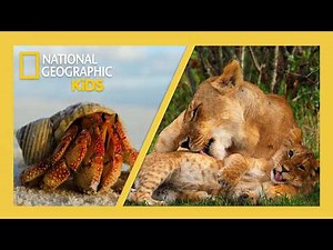 Lions, Crabs, & Bats, They're Just Like Us! Full Episode | 4K | Best Buddies 🤝🥹 | ‪@natgeokids‬