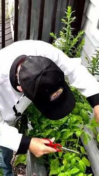 Why Buy #pesto When You Can Make It At Home? #eepaskitchen #easyrecipes #food