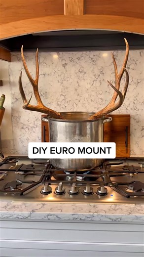 DIY Euro Mount Process: Step-by-Step Guide for Perfect Deer Skull Cleaning
