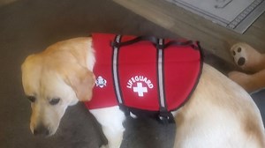 Watch Honest Review of Paws Aboard Life Jacket / Vest for Dogs on Amazon Live