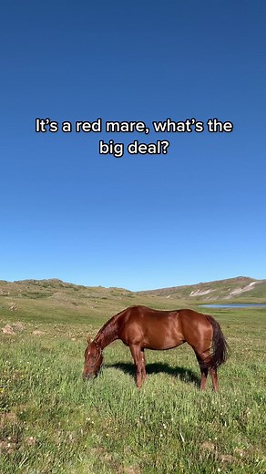 I think shes a big deal 💁‍♀️ #redmare #bridleless #horseriding