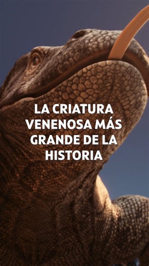 El megalania, antepasado del dragón de komodo, es el animal venenoso más grande de la historia. Descubre mucho más sobre esta criatura en "Prehistóricos y letales", los martes a las 00:25 en DMAX. #DMAX2026 #Prehistórico #Veneno #Animal | DMAX España
