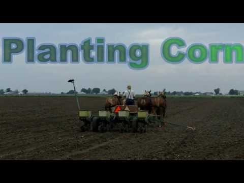 Amish Farmer Planting Corn