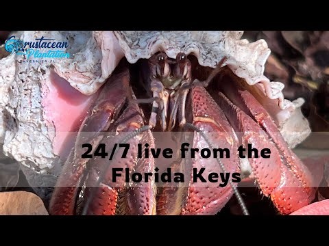 🦀 Crustacean Plantation Hermit Crab Cam LIVE 24/7 in 4K 🎥