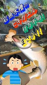 【渓流魚飼育（イワナ飼育）】岩魚と暮らすヒキガエルが行方不明に😌 #渓流#イワナ#ヒキガエル#日本淡水魚#アクアリウム#水槽#飼育
