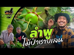 ลำพู | ภัตตาคารบ้านทุ่ง