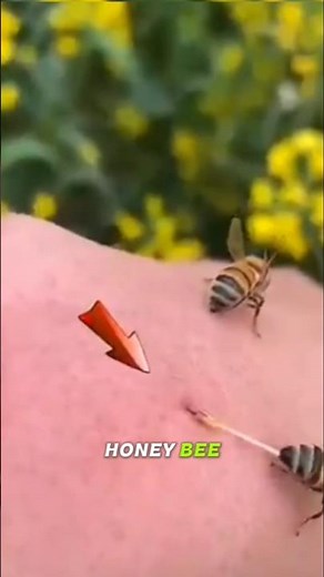 How to reduce the pain of a honey bee sting? 🤕#shorts