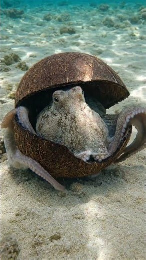 Octopus Camouflage is INSANE 🐙 #shorts #ocean #nature #octopus
