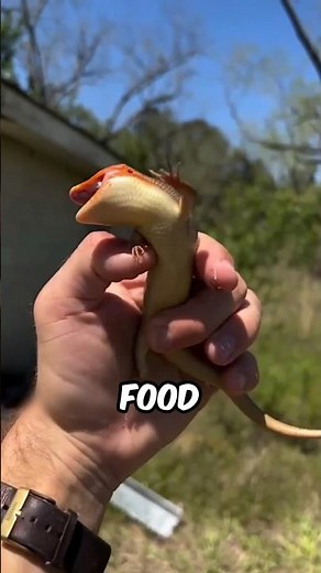 Sand Lizard ❌ Sand Fish ✅ #facts #animalfacts #wildlife