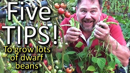 5 Top Tips How to Grow a Ton of Dwarf Beans in a Small Raised Garden Bed or Container