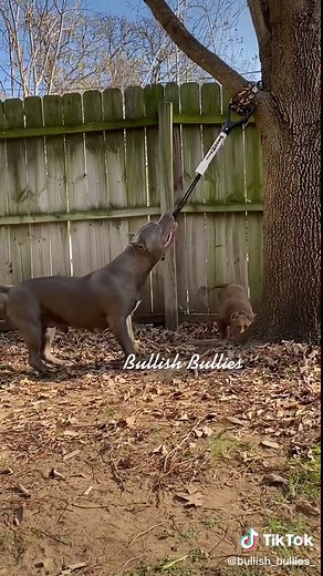 Bully Puppies: Strong Dog Training Tips and Exercises