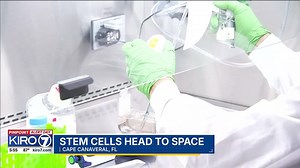 VIDEO: Local stem cells head to space