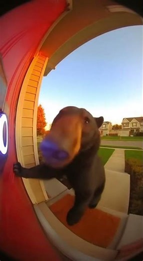 Bear Rings Doorbell Like A Visitor #funny #bear #ringdoorbellmeme
