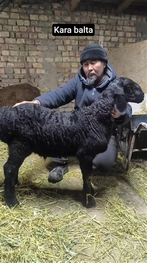 Сын Атланта По кличке Кара балта Маа шаа Аллах#арашан #кыргызстан