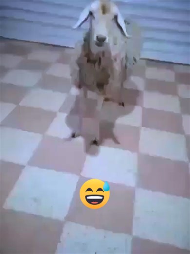 سلوكيات مثيرة للشعب الصيني