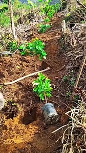 122K views · 632 reactions | Best planting method for fruit trees | Farm with Tam | Facebook
