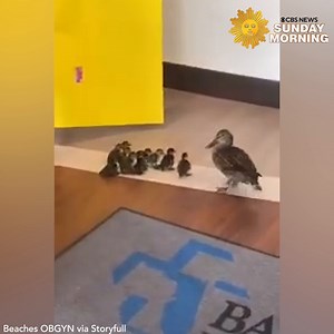 A lucky mother duck was escorted from a labor-and-delivery facility in Jacksonville, Florida, along with her 10 newborn ducklings, which were hatched in a courtyard of the building, according to hospital management. “This smart mama duck found herself at the right place when she delivered her babies in the labor and delivery atrium of Baptist Beaches this week,” Beaches OBGYN wrote on Facebook. “Congrats, Mama! We’ll see you in six weeks for your follow-up,” they added. https://cbsn.ws/3tKBisx |