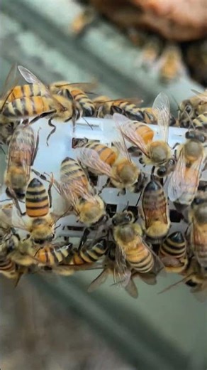 "Old Queen, New Home 👑 | How to Safely Introduce Her to a New Hive"