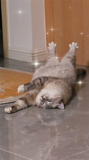 Good night!!!! #viral #flash #light #shortvideo #cat