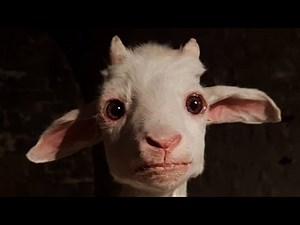 CABRA PARADA EN 2 PATAS|VIDEO ORIGINAL