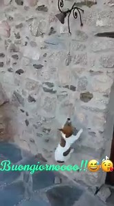 609K views · 20K reactions | Buongiornooooo... | Radio Bruno | Facebook