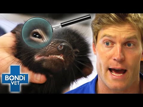 Detective Vets! - Can YOU Solve These True Pet Mysteries?🕵️‍♂️ | Bondi Vet Compilation | Bondi Vet