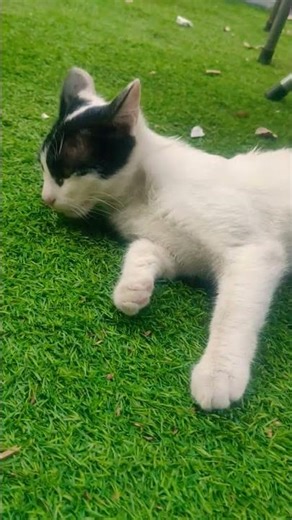 fish 🔥jin wale cartoon 🔥cat videos 🔥desenho 🔥ai cat videos 🔥baby videos 🔥cartoon 🔥 garman dog