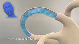 How the Inner Ear Balance System Works - Labyrinth Semicircular Canals on Make a GIF