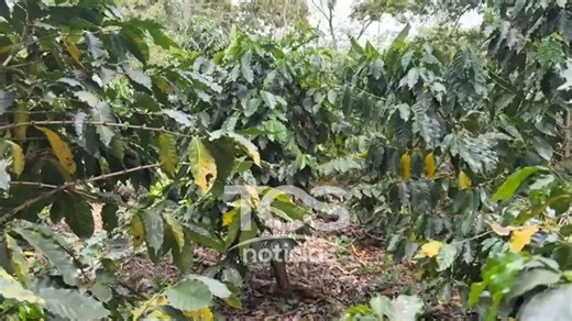 #EN6 | Estudios recientes de Climate Central señalan que El Salvador lidera la lista de países cafetaleros más afectados por el calor extremo asociado al cambio climático entre 2021 y 2025. Más información en El Noticiero, a partir de las 7:00 p. m., por Canal 6. | El Noticiero