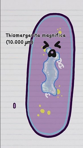 The Biggest Bacterium is 5000x the size of E.coli!