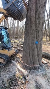 Tree Of The Week!!! (We Hinge and Push a Silver Maple)#logging #howto #gopro #tree #chainsaw #action #smallbusiness #adventure #stihl #stihlpower #caterpillar #stihlusa #stihlchainsaw | Boys In The Woods