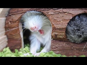 Cutest Baby Chinchillas EVER.