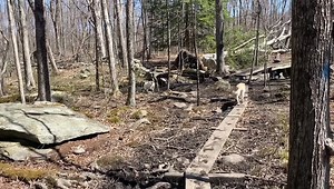 New hiker Shadow fitting right in with this Thursday pack  with Gigi, Flickr, Ruby, Maizy, Brady, Kody, Milo, Spotty, Mox, Flash and Hudson ☀️量 | Active Dog LLC | Facebook