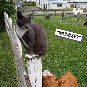 Cows being clowns of the animal kingdom 🐄😂 | LADbible Australia