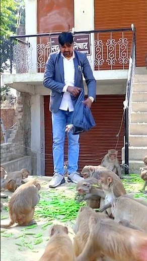 जय कपिराज जय श्री राम 🐒🐒 #monkeyvideo #animal #animallover #monkeyvideo #animals #monkey