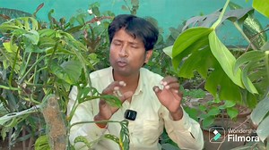 4.1K views · 62 reactions | #monstera #monsteraplant #plantsपूरी जानकारी Monstera के पौधे की | Monstera Plant Care | Monstera Propagation | Monstera Cutting | Ramanand Kushwaha | Facebook